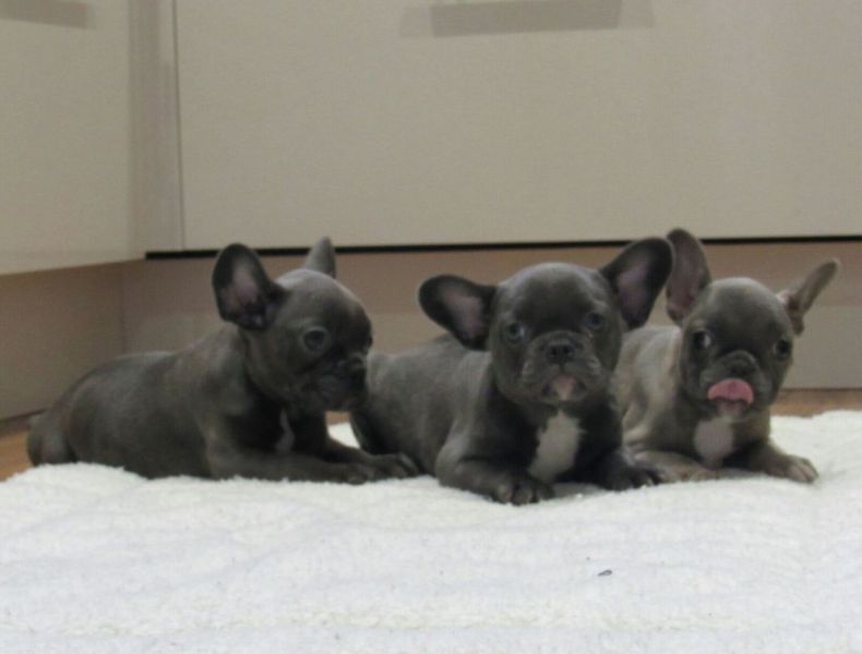 Blue Pied French Bulldog Puppies for Sale