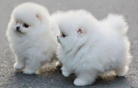 Beautiful Pomeranian puppies 