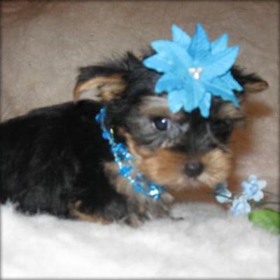 Yorkshire Terrier Available