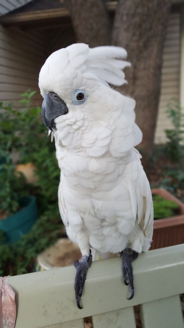 Very Friendly Umbrella Cockatoo Parrots for Sale