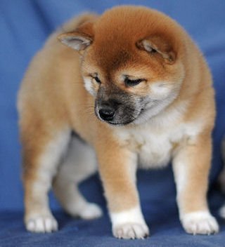 Shiba Inu Puppies