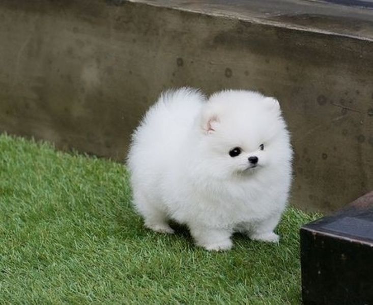Pomeranian Dogs and Puppies for sale