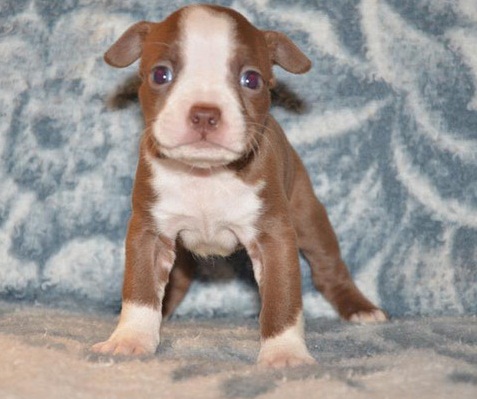 Super Giant Breed Chocolate And White Boston Terrier Pups For Sale 