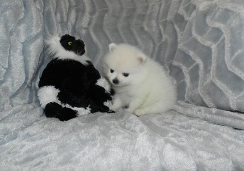 Perfect White Pomeranian Puppies