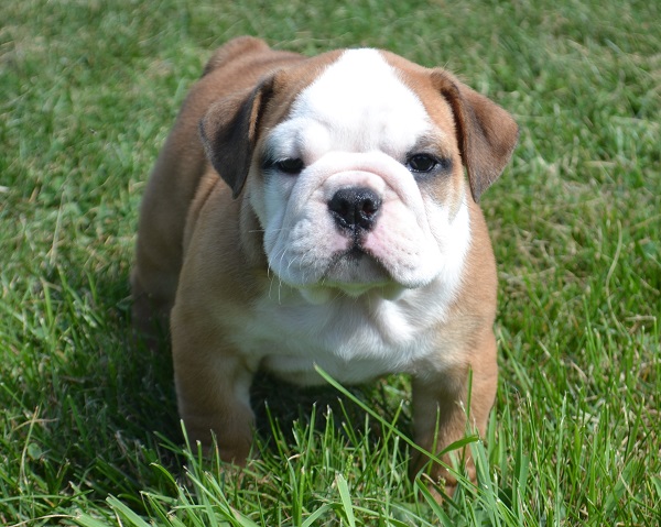         More  4 of 182     Print all In new window PERFECTION ENGLISH BULLDOG PUPS