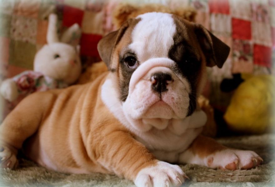 AFFECTIONATE ENGLISH BULLDOG PUPPIES AVAILABLE FOR FREE ADOPTION