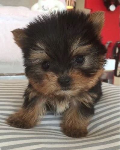 Potty Trained Teacup Yorkie Puppies Available Text To (301) 747-7051