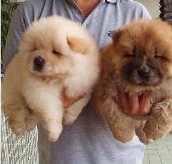 Chow chow puppies