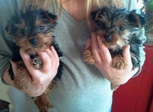 Healthy Yorkie Puppies For Adoption.