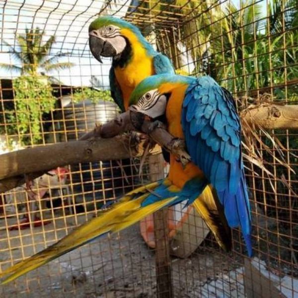 Male and female Blue and Gold Macaw parrots ready