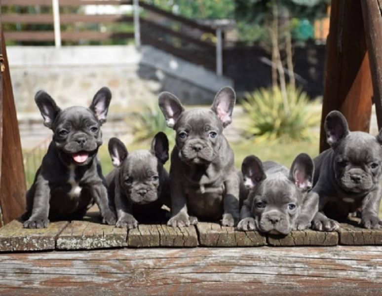 French bulldogs puppies Available