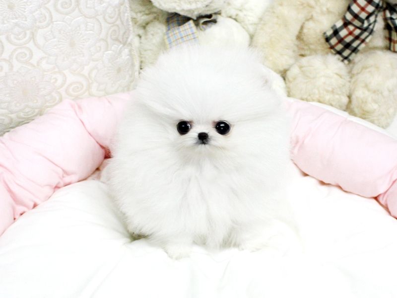 Adorable Male and female Teacup Pomeranian Puppies for