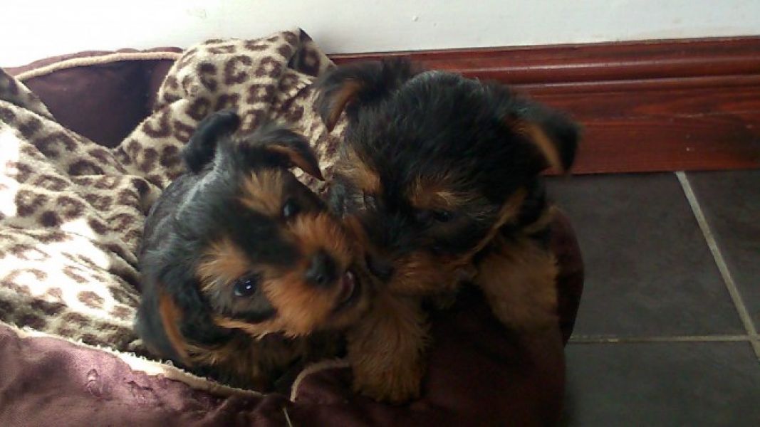 Twin yorkie   puppies   for adoption 