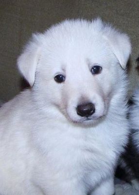 White Baby German Sheperd Puppy For A Loving Home