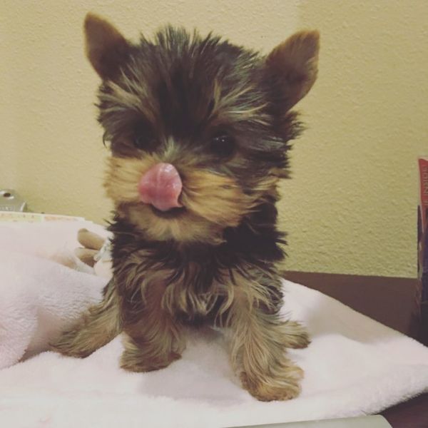 Two teacup yorkie puppies Needs a new family
