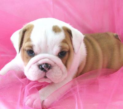 Very cute baby english bulldog puppy ready to give out to a loving home