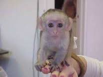 Cute and well trained Capuchin Monkeys for adoption