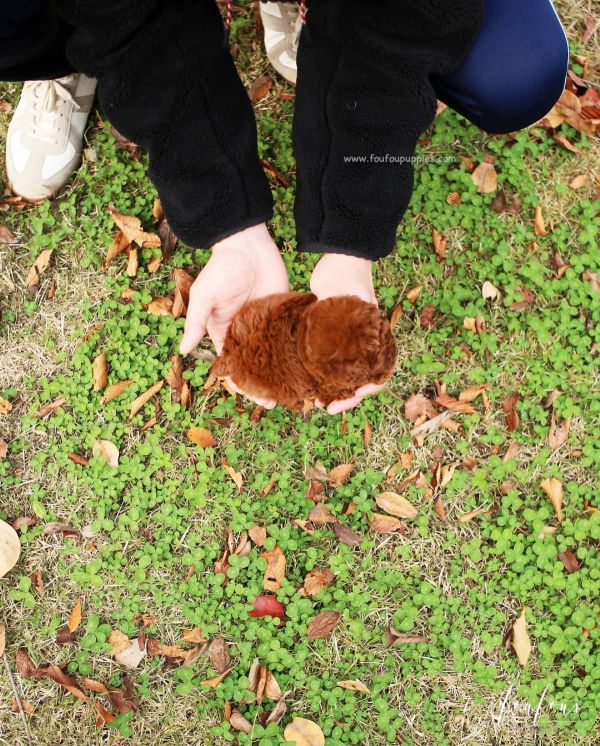 Sweet Toy Poodle puppies for adoption