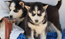 Cutest blues eyes siberian husky for adoption into good homes 