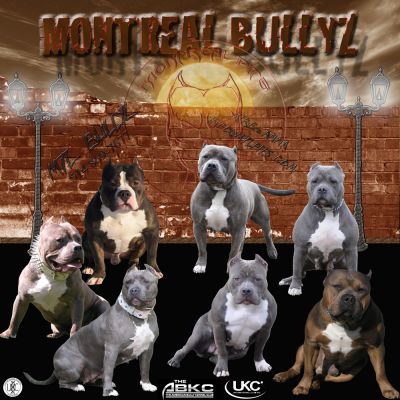 bully