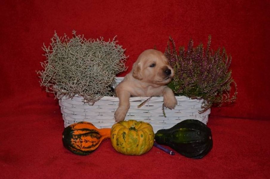 Golden Retriever – puppies available