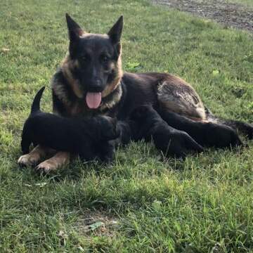 German shepherd puppies for adoption