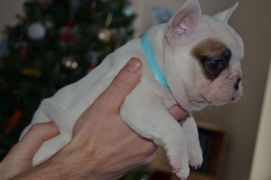 Cute and Loving French Bull Dog Puppies for Adoption 