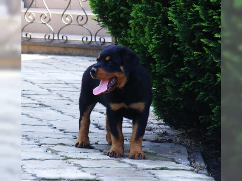 Rottweiler puppies for Adoption
