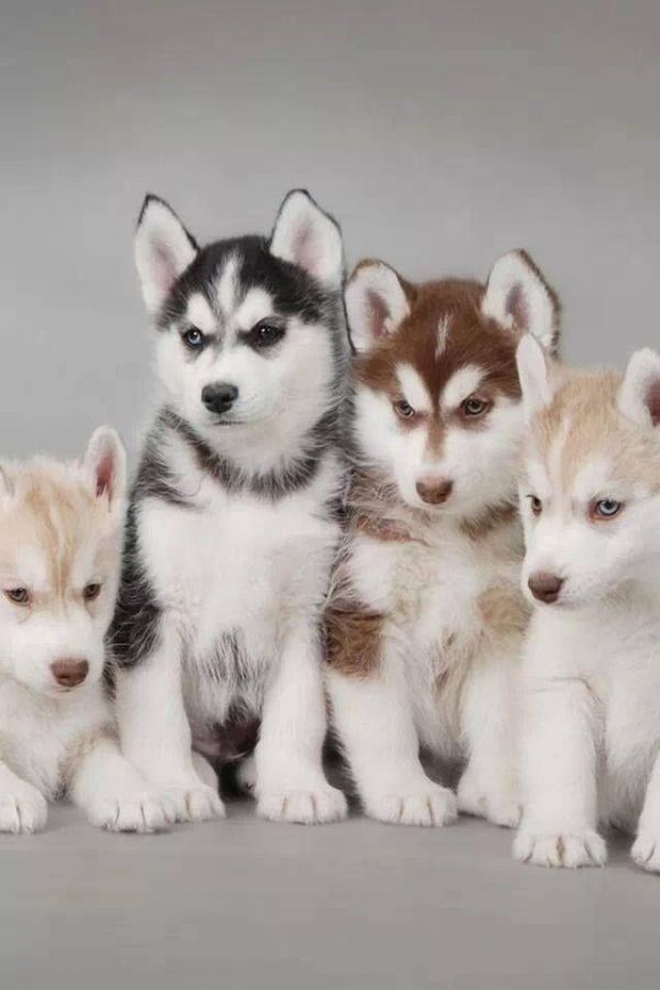 Amazing xxmas little Blue-Eyed Siberians Huskys puppies!!Send us a message at (402) 6852017