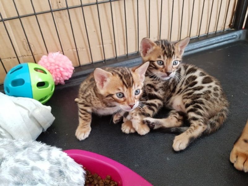 Sphynx and Bengal  kittens available for adoption