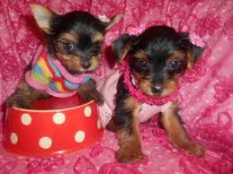 Male and Female Yorkshire Terrier Puppies For Sale