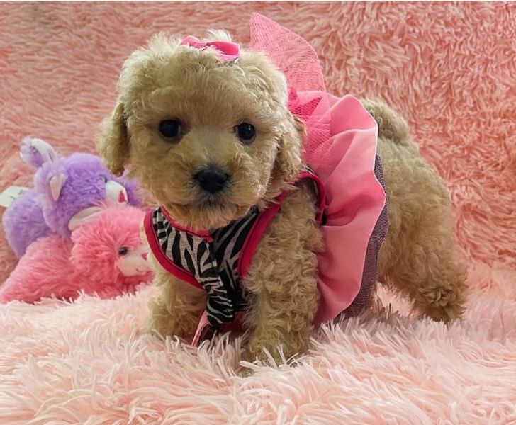 Playful Maltipoo puppies for new homes