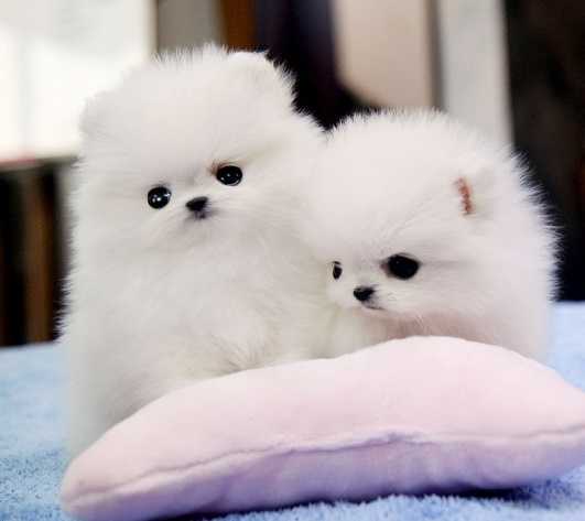 Two Awesome T-Cup Pomeranian Puppies 
