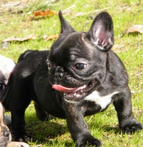Trained Blue French Bulldog Puppies for sale. 