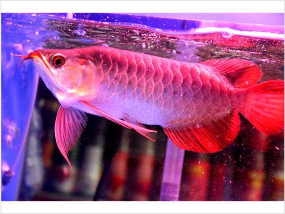 Certified Imported Arowana Fishes With Microchip And Tag