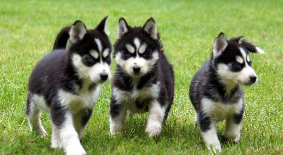 Male and  Female  Male Siberian husky puppies! 