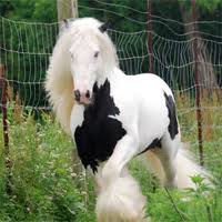two gypsy vanner horses