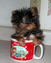 Teacup yorkie puppy for free adoption in USA.