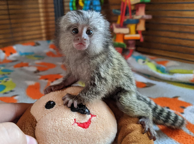 Squirrel monkeys, Capuchin monkeys,  Marmosets monkeys available. 