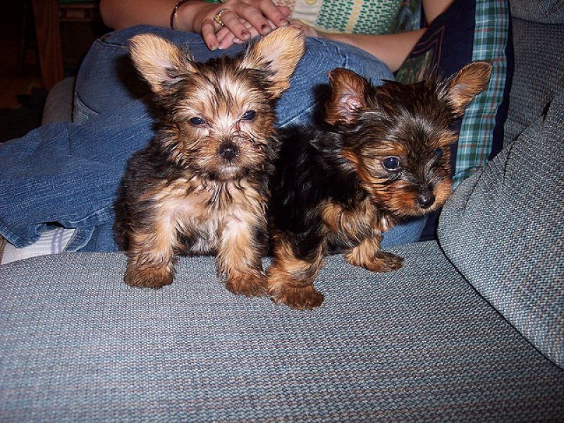 Gorgeous Quality Teacup Yorkies Puppies.