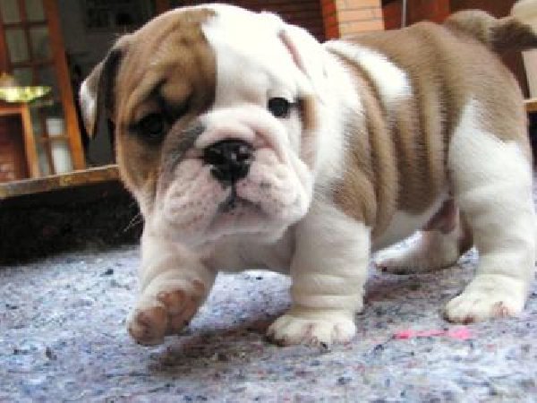 Cute English Bulldog Puppies Available