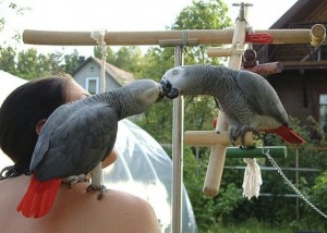  Pair of Talking congo African Grey Parrots