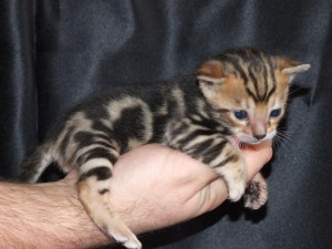 Healthy male and female Bengal kittens ready for adoption