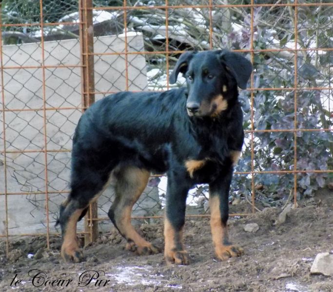 Beauceron puppy for sale