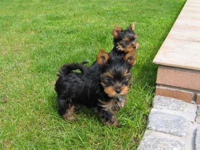 Adorable yorkie  puppies for free  adoption