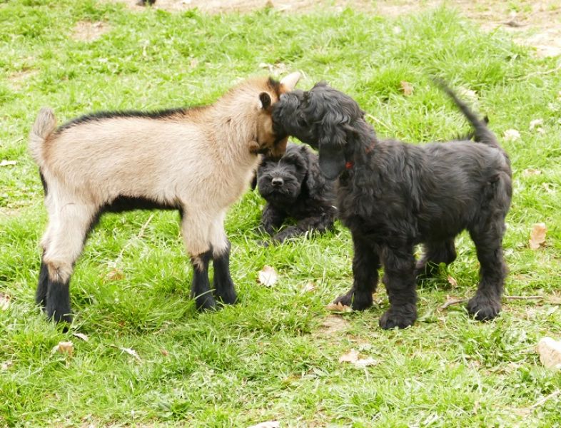Black Russian Terrier - Puppies