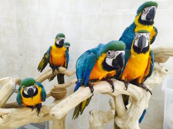 Macaw Parrots / birds with fertile parrots eggs for sale