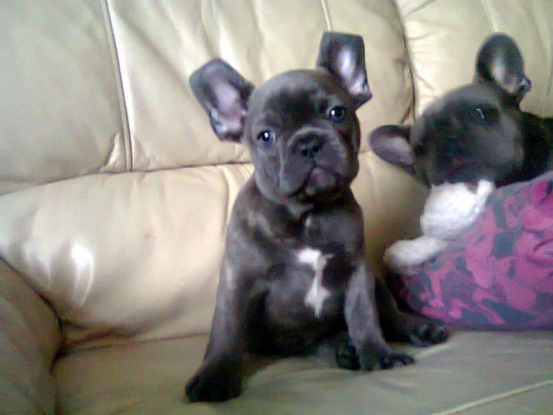 Superb Blue Pied French Bulldog Puppies