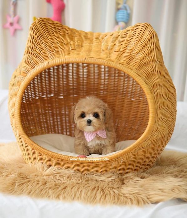 Adorable Toy Poodle puppies for sale