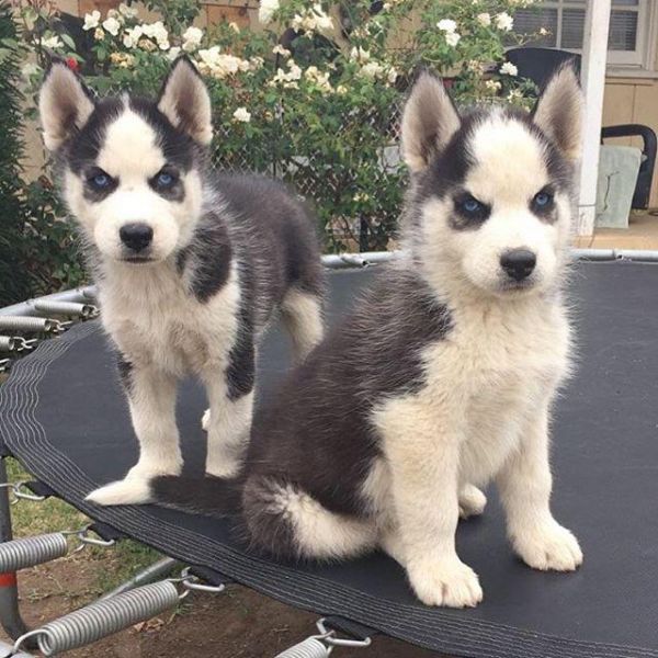 Husky Puppies